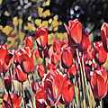 Luscious Red Tulips Digital Art by Mary Gaines Luscious Red Tulips Digital Art by Mary Gaines
