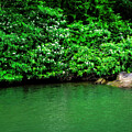 Lush green foliage with white blossoms lines the edge of a calm body of water by Dan Friend