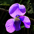 Macro Photograph of a Vibrant Violet Wildflower in Natural Habitat by Lee and Renee Walsh