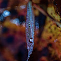 Macro Photography - Autumn Water Drops Photograph by Amelia Pearn Macro Photography - Autumn Water Drops Photograph by Amelia Pearn