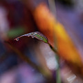 Macro Photography - Fall Foliage Photograph by Amelia Pearn Macro Photography - Fall Foliage Photograph by Amelia Pearn