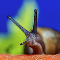 Macro Photography - Snail Photograph by Amelia Pearn Macro Photography - Snail Photograph by Amelia Pearn