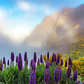 Madeira Photograph by Evgeni Dinev Madeira Photograph by Evgeni Dinev