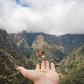 Madeiran chaffinch has flown to the man's hand for food crumbs Photograph by Vaclav Sonnek Madeiran chaffinch has flown to the man's hand for food crumbs Photograph by Vaclav Sonnek