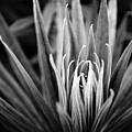 Madera Leaves by Lupen Grainne