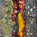 Madrone Tree Bark Abstract Photograph by Jerry Abbott Madrone Tree Bark Abstract Photograph by Jerry Abbott