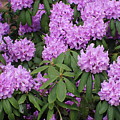 Magenta Hydrangea Photograph by K P Magenta Hydrangea Photograph by K P