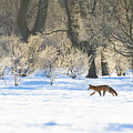 Magic Winter by Mircea Costina Photography