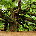 Mystical Angle Oak Tree larger image Photograph by Louis Dallara Mystical Angle Oak Tree larger image Photograph by Louis Dallara