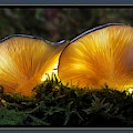 Magnificent Mushrooms Photograph by Nancy Ayanna Wyatt Magnificent Mushrooms Photograph by Nancy Ayanna Wyatt