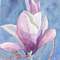 Magnolia Painting by Anne Katzeff Magnolia Painting by Anne Katzeff