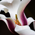 Magnolia Bloom Photograph by Carrie Hannigan Magnolia Bloom Photograph by Carrie Hannigan