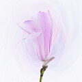 Magnolia Bud by Denis O' Reilly
