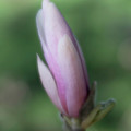 Magnolia Bud Photograph by Forest Floor Photography Magnolia Bud Photograph by Forest Floor Photography