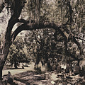 Magnolia Cemetery Photograph by James Christopher Hill Magnolia Cemetery Photograph by James Christopher Hill