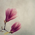 Magnolia flower on art texture Photograph by Jelena Jovanovic Magnolia flower on art texture Photograph by Jelena Jovanovic