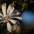 Magnolia Kobus - Kobushi star Magnolia Photograph by Olivier Parent Magnolia Kobus - Kobushi star Magnolia Photograph by Olivier Parent