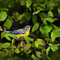 Magnolia Warbler Photograph by Christina Rollo Magnolia Warbler Photograph by Christina Rollo