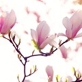 Magnolias in the Light by Van Thi Diep