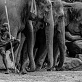 Mahout and the Elephants Photograph by Arj Munoz Mahout and the Elephants Photograph by Arj Munoz
