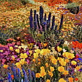 Majestic Blooms in the Arid Southwest by Russ Harris