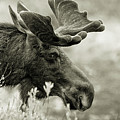 Majestic fellow Photograph by Rudy Viereckl