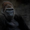 Majestic Gorilla Photograph by Larry Marshall Majestic Gorilla Photograph by Larry Marshall