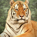 Majestic Photograph by Lens Art Photography By Larry Trager Majestic Photograph by Lens Art Photography By Larry Trager