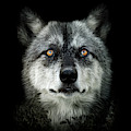 Majestic Digital Art by Maggy Pease Majestic Digital Art by Maggy Pease