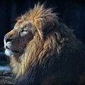Majestic Photograph by Matthew Adelman Majestic Photograph by Matthew Adelman