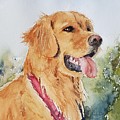 Majestic Retriever Painting by Sheila Romard Majestic Retriever Painting by Sheila Romard