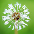 Make A Wish - on Green Photograph by Anita Nicholson Make A Wish - on Green Photograph by Anita Nicholson