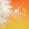 Make a Wish - on Orange and Yellow Photograph by Anita Nicholson Make a Wish - on Orange and Yellow Photograph by Anita Nicholson