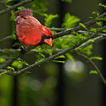Male Cardinal Photograph by Larry Marshall Male Cardinal Photograph by Larry Marshall