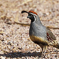 Male Gambel's Quail Photograph by Susan Rissi Tregoning Male Gambel's Quail Photograph by Susan Rissi Tregoning