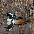 Male Hooded Merganser DWF0231 Photograph by Gerry Gantt Male Hooded Merganser DWF0231 Photograph by Gerry Gantt