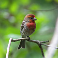Male House Finch Photograph by Geoff Jewett Male House Finch Photograph by Geoff Jewett