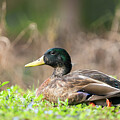 Male Mallard Sitting On Grass Art Print by Denise Johnson