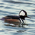 Male Merganser by Jean Noren