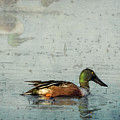 Male Northern Shoveler and Company Photograph by Belinda Greb Male Northern Shoveler and Company Photograph by Belinda Greb