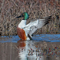 Male Northern Shoveler Drying off after Bathing DWF0235 Photograph by Gerry Gantt Male Northern Shoveler Drying off after Bathing DWF0235 Photograph by Gerry Gantt