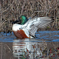 Male Northern Shoveler Drying off after Bathing DWF0236 Photograph by Gerry Gantt Male Northern Shoveler Drying off after Bathing DWF0236 Photograph by Gerry Gantt