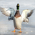 Mallard by Alan Moore