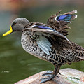 Mallard Photograph by DB Hayes Mallard Photograph by DB Hayes