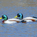 Mallard Drakes DWF0228 Photograph by Gerry Gantt Mallard Drakes DWF0228 Photograph by Gerry Gantt