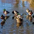 Mallard ducks chilling out Photograph by Louis Dallara Mallard ducks chilling out Photograph by Louis Dallara
