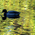 Mallard in Autumn 2 by Kevin Suttlehan