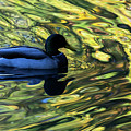 Mallard in Autumn 3 by Kevin Suttlehan