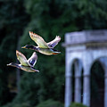 Mallards Take Flight 3 Photograph by Kevin Suttlehan Mallards Take Flight 3 Photograph by Kevin Suttlehan