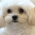 Maltipoo Photograph by Karen Zuk Rosenblatt Maltipoo Photograph by Karen Zuk Rosenblatt